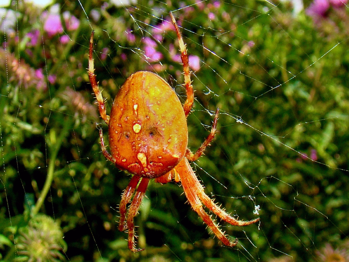 SPINNE 