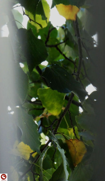 Ausblick