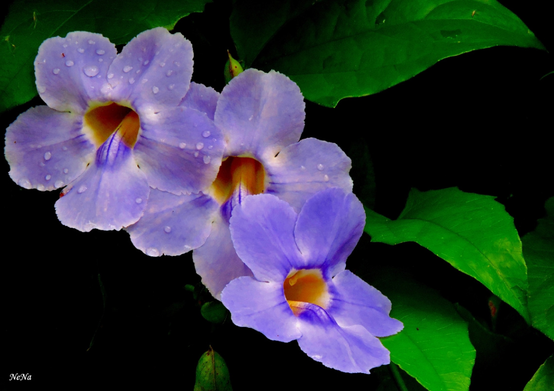  Tumbergia 