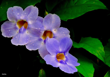  Tumbergia 
