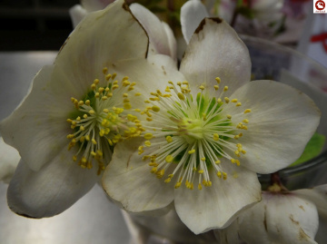 Schneerose