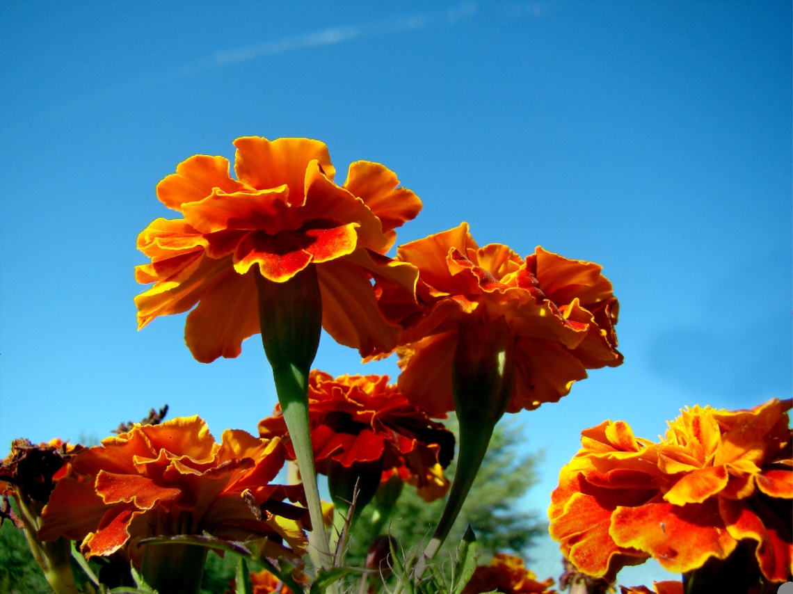 BLUMEN 