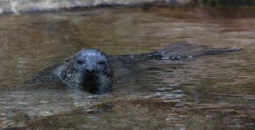 Seal moment