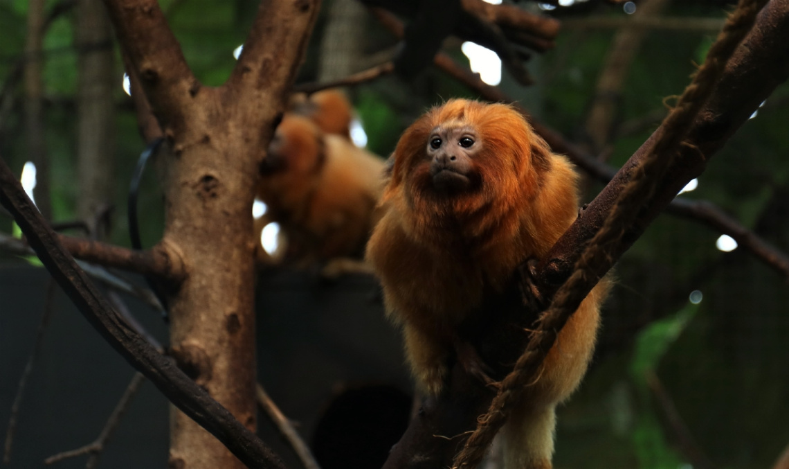 Lion monkey