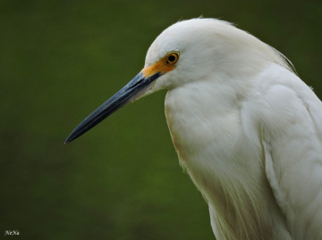 Heron