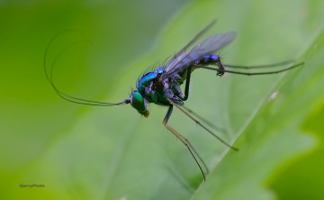 Long leg fly