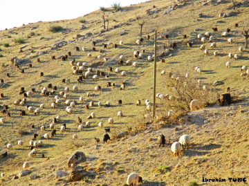 Kuzuların Diyarı