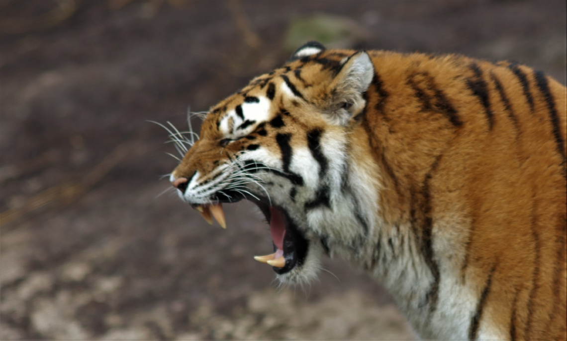 Amur Tiger