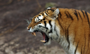 Amur Tiger
