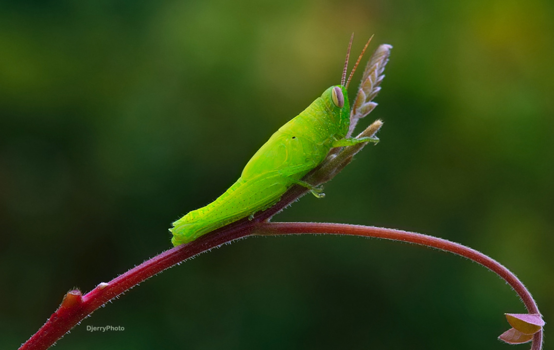 Green Grasshopper