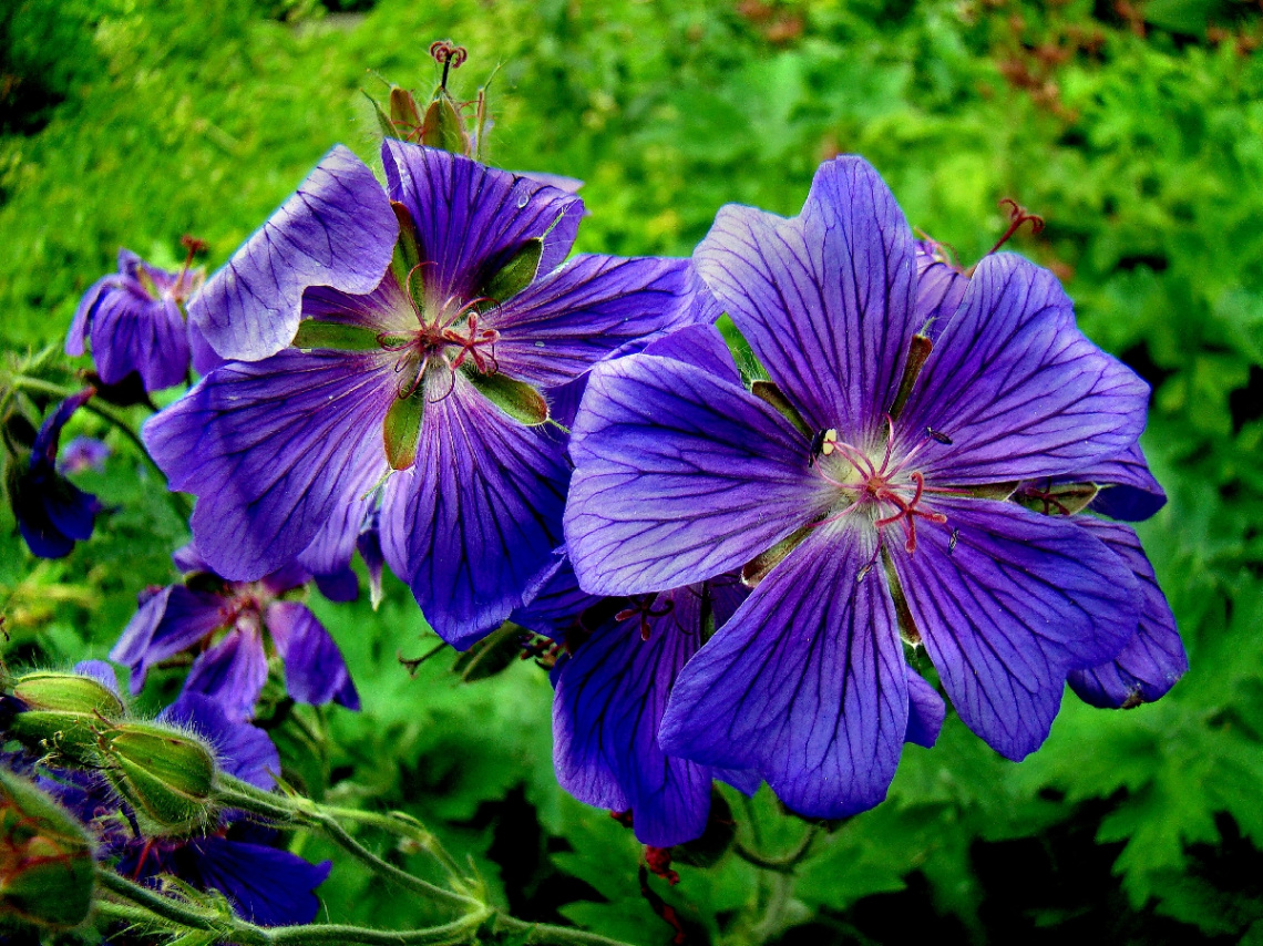 BLÜTEN 