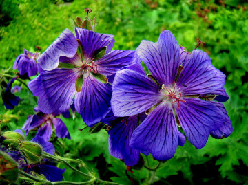 BLÜTEN 