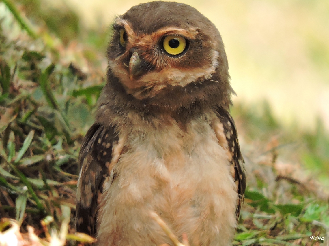 Owl Puppy