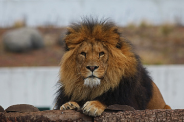 Relaxed on a gray day