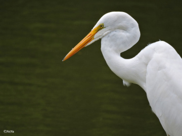  Great Egret