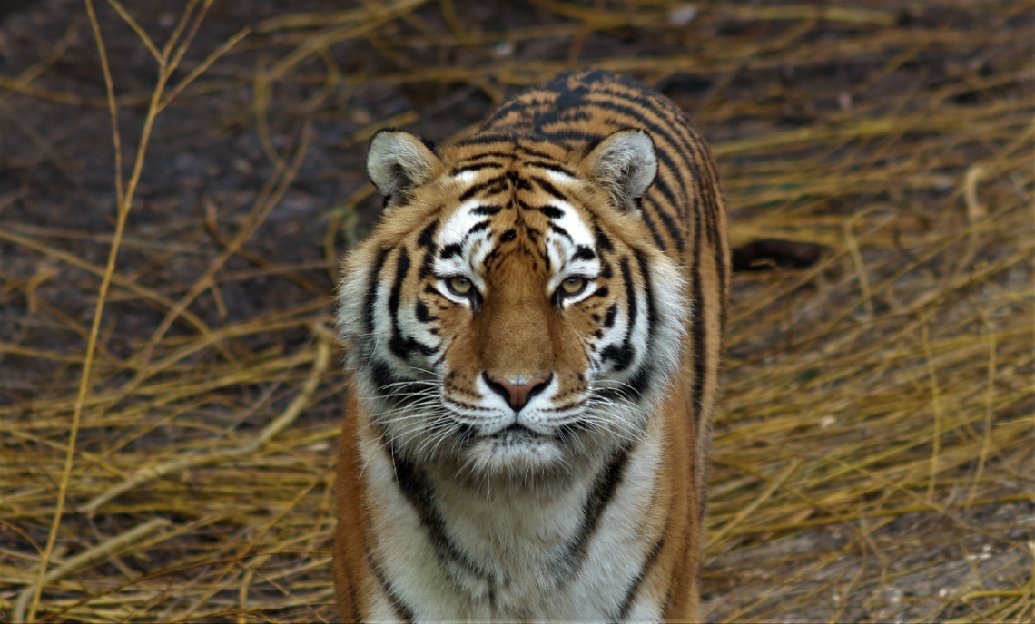 Amur Tiger