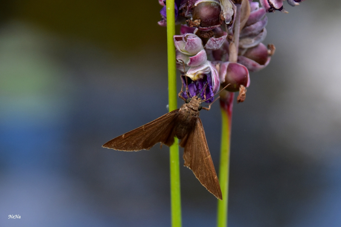 Mini Moth