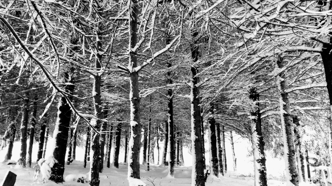 Doğa kış renginde