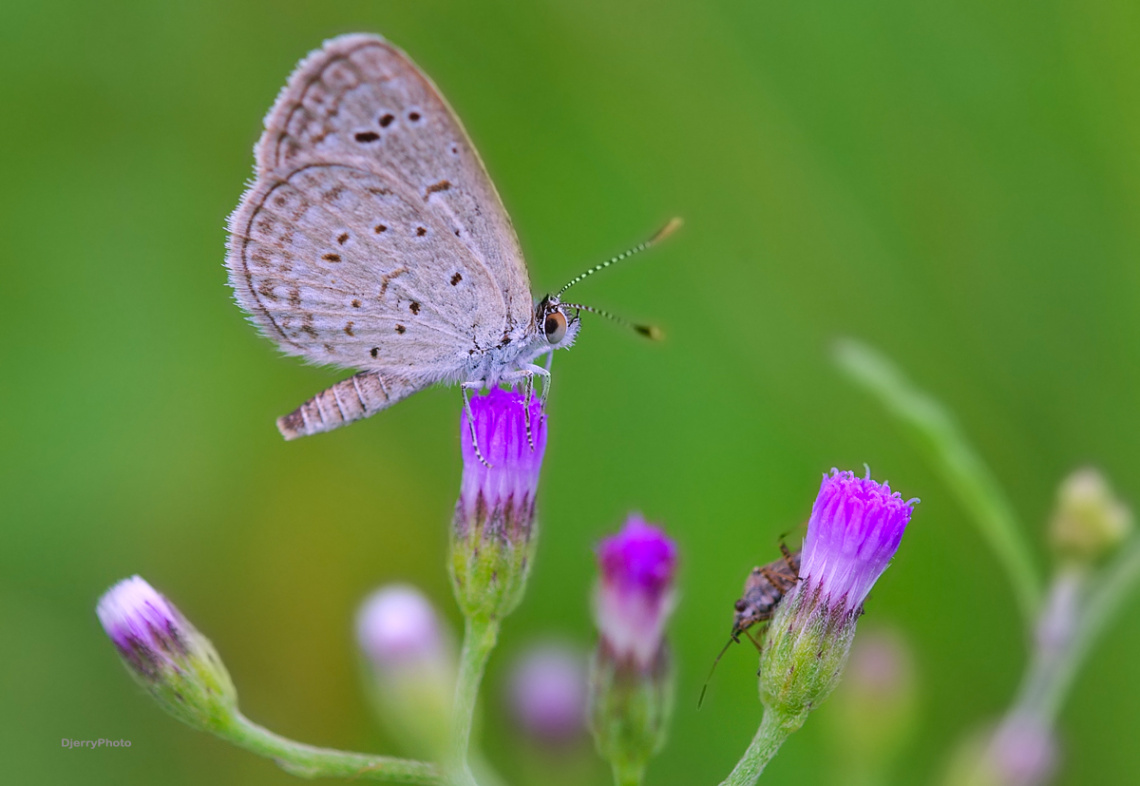 Mini Butterfly