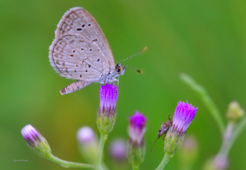 Mini Butterfly