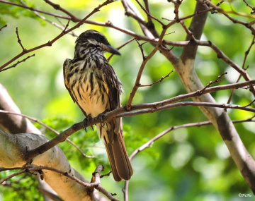 Streaked Flycatcher