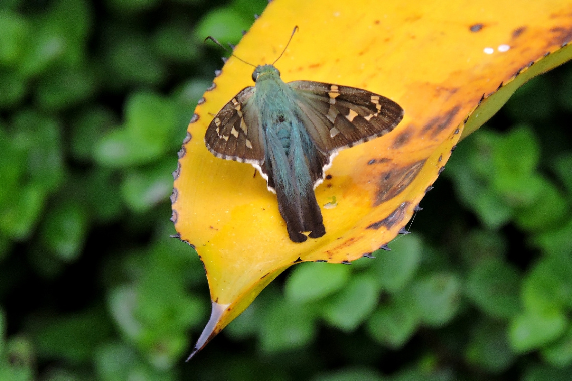 Nature Color's