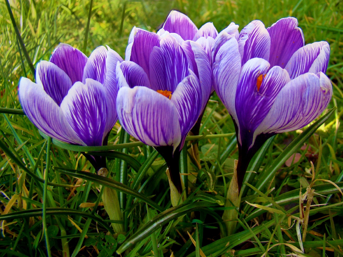 KROKUSSE 