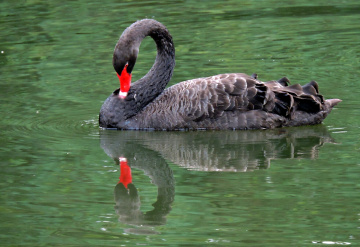 Black Swan