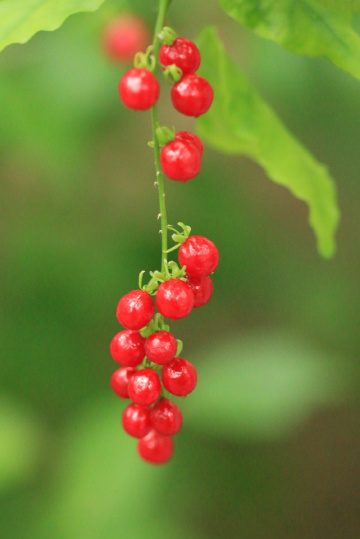 red and green