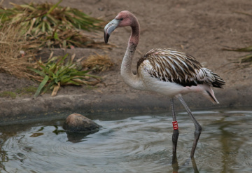 Young Flamingo