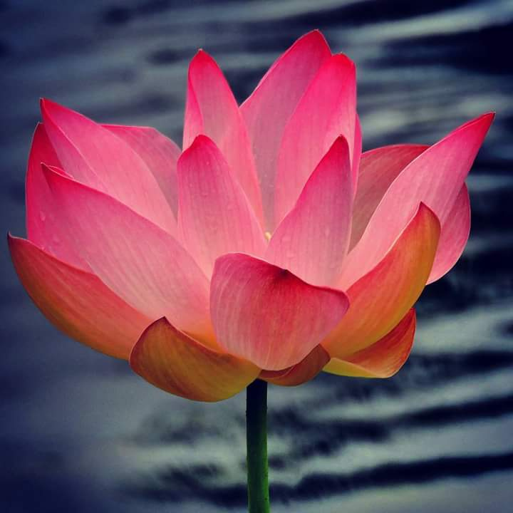 Lotus flower
