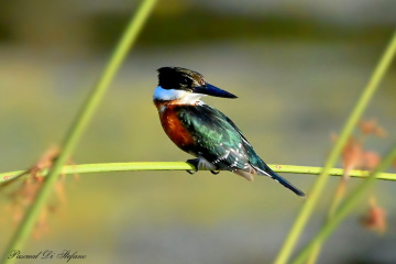 Green kingfisher