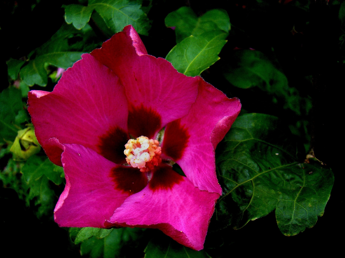 BLÜTE