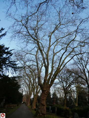 Hauptfriedhof Karlsruhe / Germany