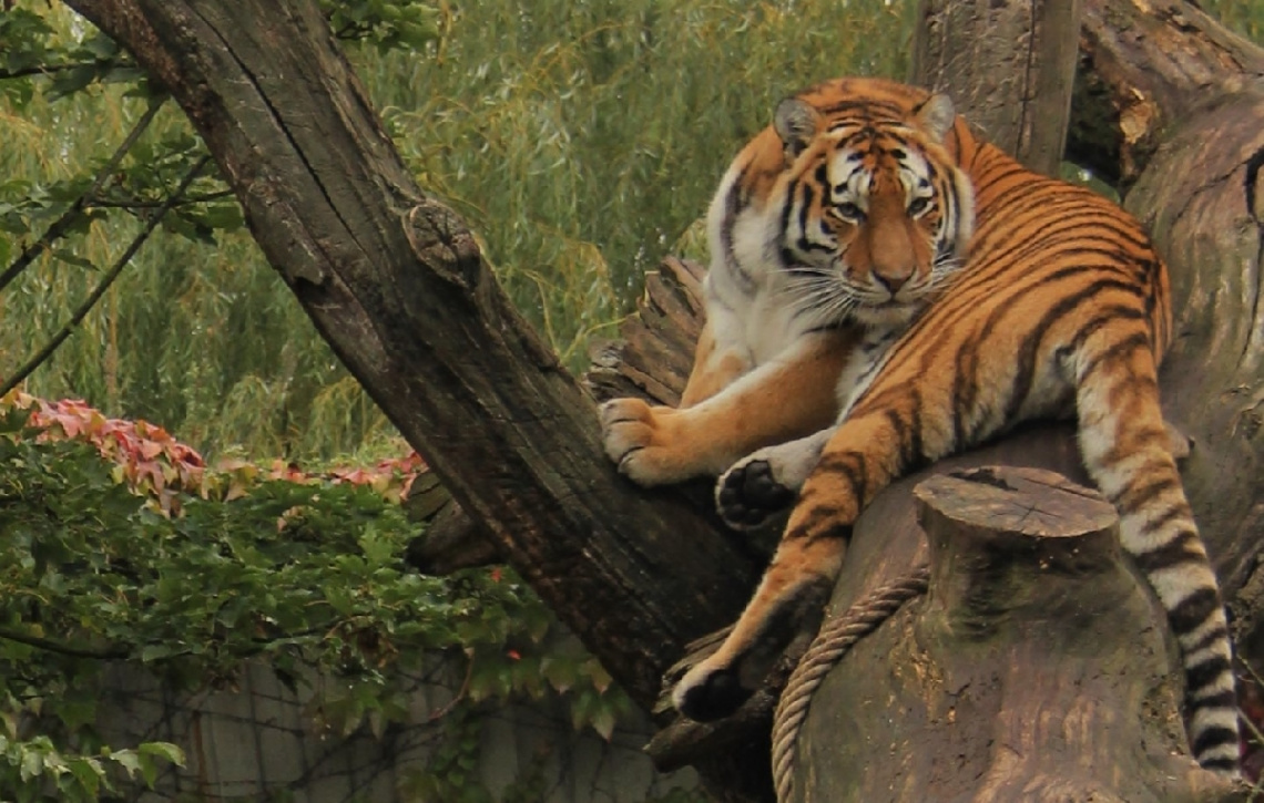 Amur Tiger