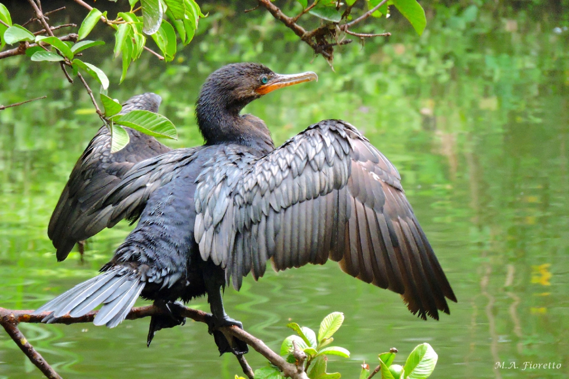 Drying its Wings