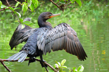 Drying its Wings