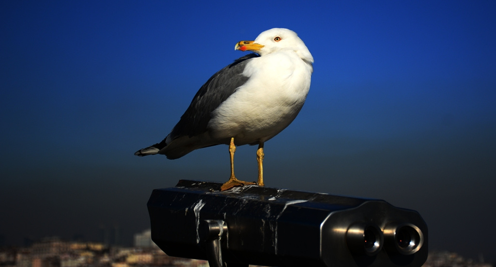 İstanbul'a Tepeden Bakmak