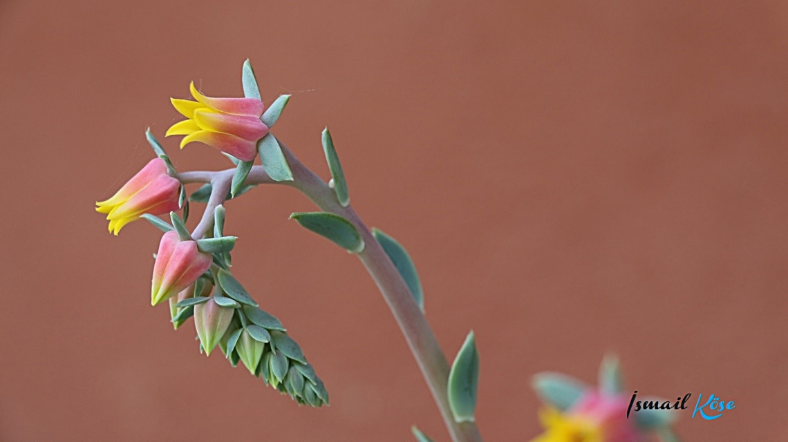 Echeveria