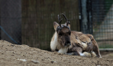 Calf