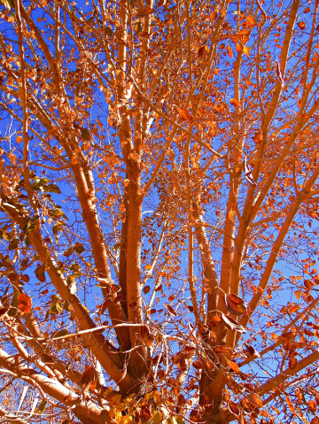 Winter beyond this point !