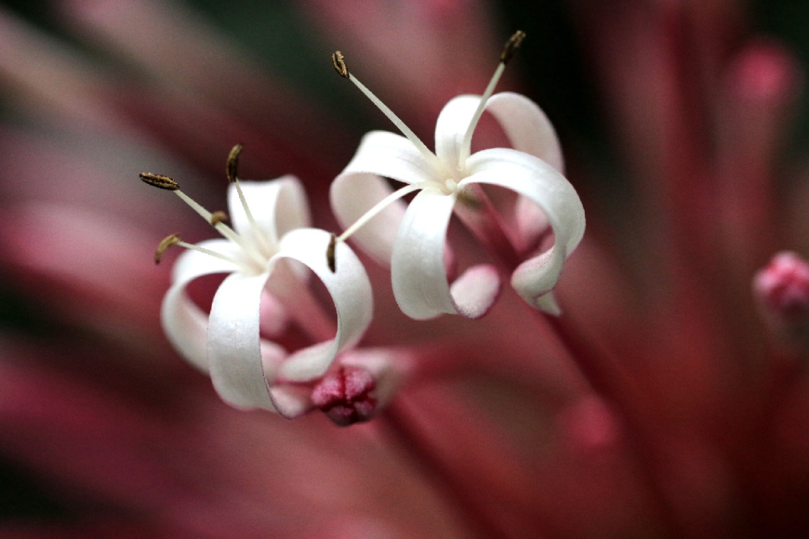 two whites