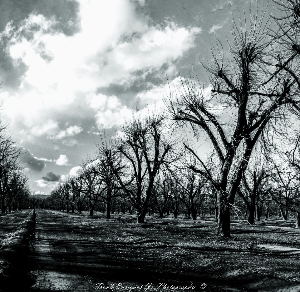 Naked Pecan Trees