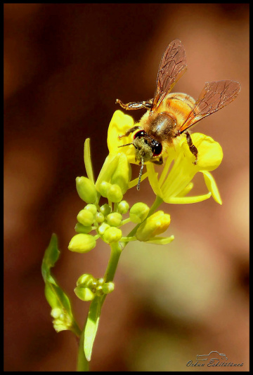 Bee