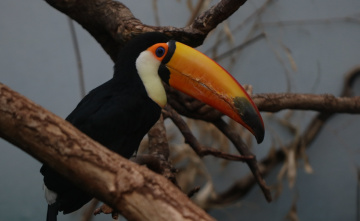 Toucans moment