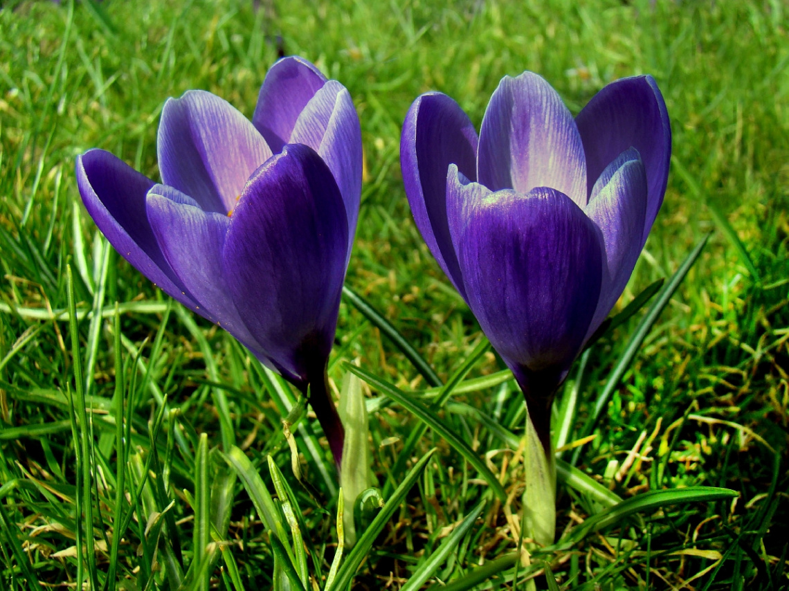 KROKUSSE