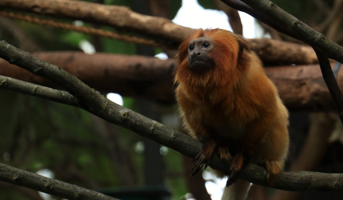 Monkeys moment