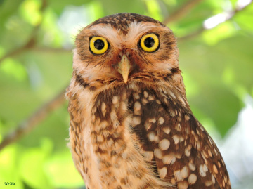A Curious Owl
