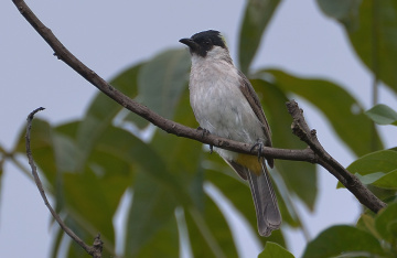 Kutilang