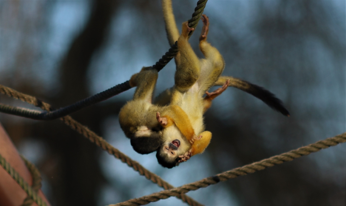 Monkey cub's wild game